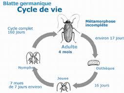 cycle-vie-cafard-blatte-centrale-anti-nuisibles
