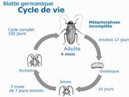 cycle-cafard-paris-75016 cycle-cafard-paris-75016