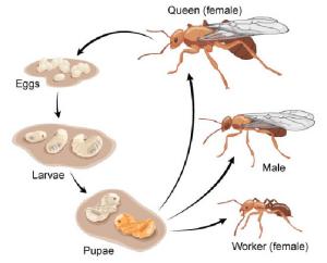 fourmis-cycle-paris
