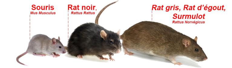 souris-rat-noir-rat-brun