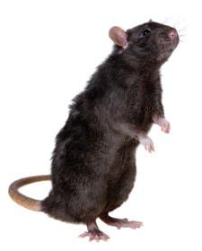 Le Rat Noir • Nuisible pour l'Homme • Dératiseur