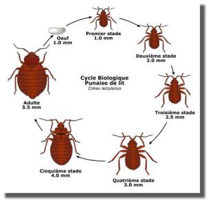 cycle-punaise-de-lit-paris-75016 cycle-punaise-de-lit-paris-75016