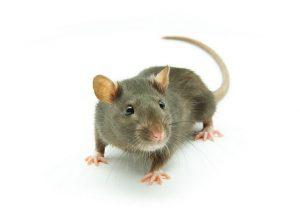 souris-dératisation-centrale-anti-nuisibles