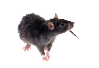 Dératisation-Rat-Noir