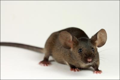 souris-clichy
