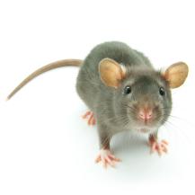 souris-nuisible