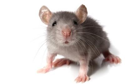 souris-puteaux-92800